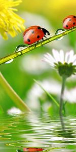 Coccinelles,Insectes