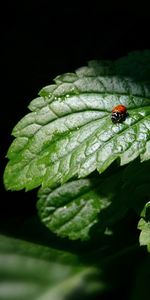 Mariquitas,Insectos