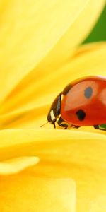 Mariquitas,Insectos