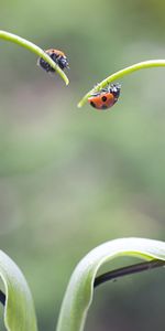 Mariquitas,Insectos