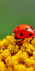 Coccinelles,Insectes