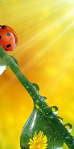 Coccinelles,Insectes