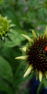 Mariquitas,Insectos