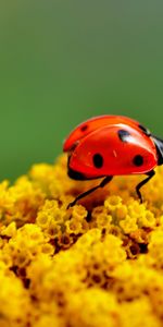 Mariquitas,Insectos