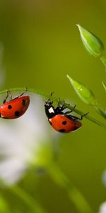 Mariquitas,Insectos