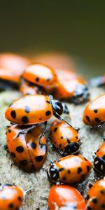 Coccinelles,Insectes