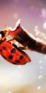 Coccinelles,Insectes