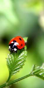 Mariquitas,Insectos