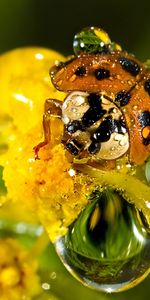 Insects,Ladybugs,Drops