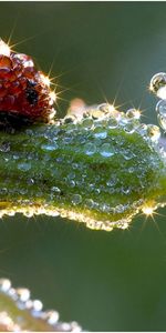 Drops,Coccinelles,Insectes