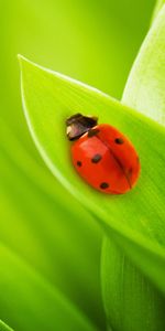 Insects,Ladybugs,Grass