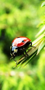 Insects,Ladybugs,Nature