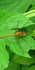 Libellules,Feuilles,Insectes