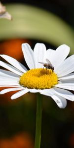 Mouches,Macro,Camomille,Insectes