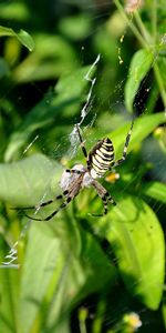 Araignées,Insectes