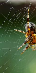 Insects,Web,Spiders