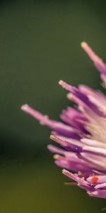 Interior,Flor,Macro,Esponjoso,Peludo,Adentro,Forma,La Forma