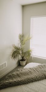 Plante,Divers,Planter,Chambre,Intérieur,Minimalisme