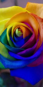 Irisé,Bourgeon,Hétéroclite,Une Rose,Arc En Ciel,Multicolore,Rose,Fleurs