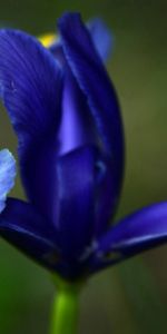 Iris,Flower,Macro,Petals,Spots,Stains