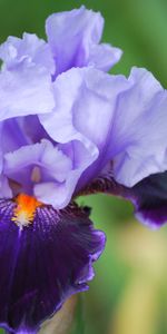 Iris,Macro,Flower,Petals