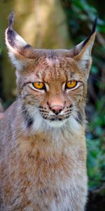 Iris,Muzzle,Sight,Opinion,Animal,Animals,Big Cat