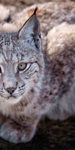 Se Coucher,Mensonge,Animaux,Gros Chat,Iris,Fauve,Prédateur