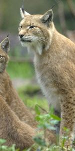 Iris,Young,Cubs,Animals,Grass,Family