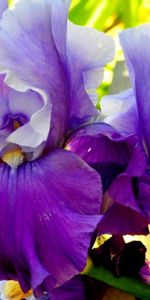 Irises,Macro,Petals,Flowers,Lilac