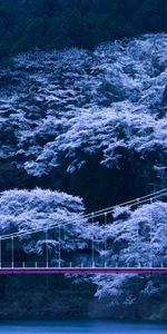 Japón,Naturaleza,Noche,Puente,Sakura