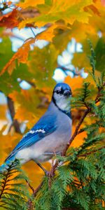 Jay,Foliage,Bird,Autumn,Branch,Animals