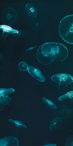 Jellyfish,Dark,Underwater World