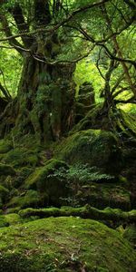 Jungle,Nature,Trees,Branches,Branch,Moss,Roots,Stones,Forest