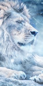 Gato Grande,Nieve,Un Leon,Rey De Las Bestias,León,Animales