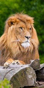 Gato Grande,Animales,Un Leon,Rey De Las Bestias,León