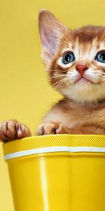 Kitten,Animals,Kitty,Sight,Opinion,Bucket