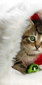 Attribut,Fêtes,Minou,Chaton,Nouvel An,Chapeau,Noël