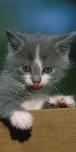 Kitty,Fence,Language,Tongue,Animals,Kitten