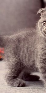 Kitty,Grey,Opinion,Sight,Worth,Animals,Kitten,Cat,Eyes