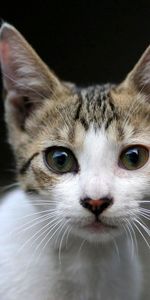 Kitty,Muzzle,Sight,Opinion,Surprise,Astonishment,Animals,Kitten