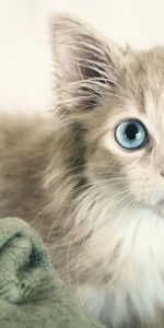 Kitty,Sight,Opinion,Blue Eyed,Animals,Kitten,Wet