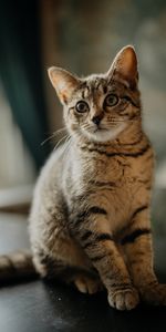 Kitty,Sight,Opinion,Sweetheart,Nice,Ears,Animals,Kitten,Cat