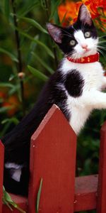 Kitty,Spotted,Spotty,Fence,Climb,Animals,Kitten