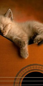 Kitty,To Lie Down,Lie,Sleep,Animals,Kitten,Dream,Guitar