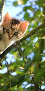 Kitty,Tree,Nice,Sweetheart,Kitten,Wood,Animals,Cat,Funny