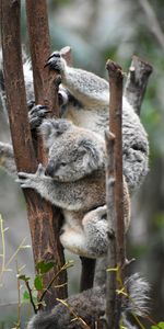 Bois,Arbre,Branches,Koala,Animaux,Koalas,Drôle