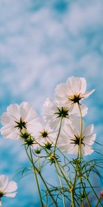 Kosmeya,Sky,Cosmos,Petals,Summer,Flowers