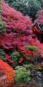 Kyoto,Nature,Temple,Autumn,Japan