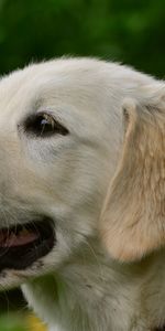 Labrador,Animals,Dog,Muzzle,Puppy