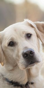 Labrador,Visión,Opinión,Dolor,Animales,Bozal,Perro,Tristeza